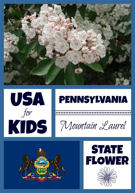 mountain laurel facts Archives - USA Facts for Kids