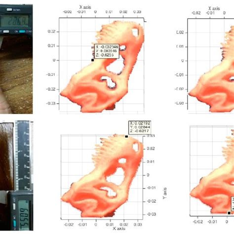 Tyrannosaurus rex skull (pink): a) width measurement and b) height ...