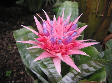 Aechmea, una bromelia espectacular