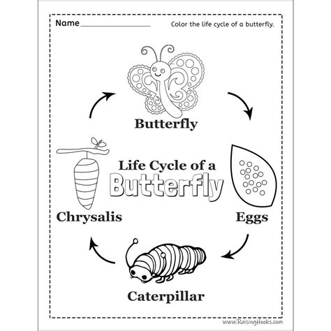 Butterfly Life Cycle Worksheet Free