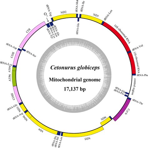 Gene map and organization of the complete mitochondrial genome of C.... | Download Scientific ...