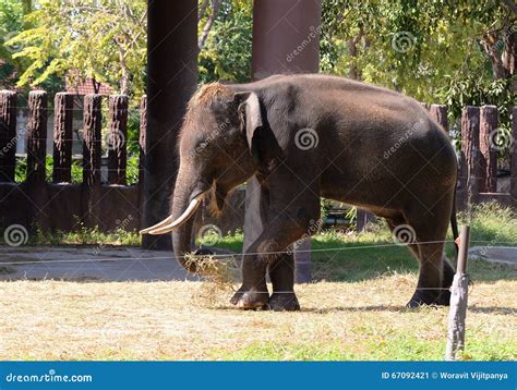 Elephant Thailand stock image. Image of like, friendship - 67092421