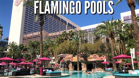 FLAMINGO LAS VEGAS POOL 👙 | Flamingo Pool Go Pool Dayclub & Beach Club Best Pools in Las Vegas ...