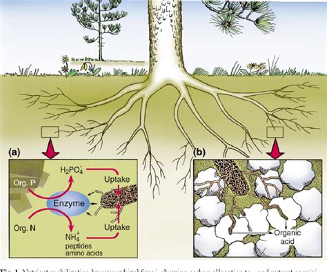 Figure 1 from Biological weathering and its consequences at different spatial levels – from ...