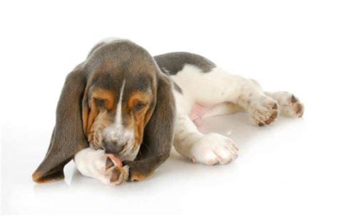 Dog Licking Wound – Is it Good or Bad (and How to Stop it)?