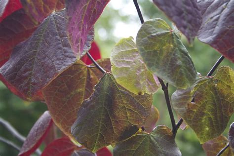 Katsura Tree leaves in pleasing tones | Leaves on a tree in … | Flickr