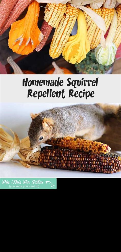 Homemade Squirrel Repellent Recipe - Decor Dıy | Unique garden decor, Repellent, Primitive ...