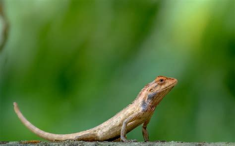 Garden Lizard | Smithsonian Photo Contest | Smithsonian Magazine