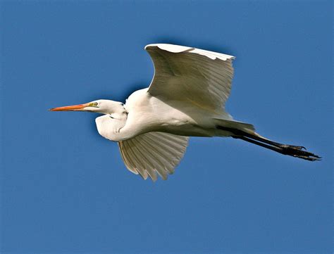 Heron In Flight Photograph by PMG Images - Fine Art America