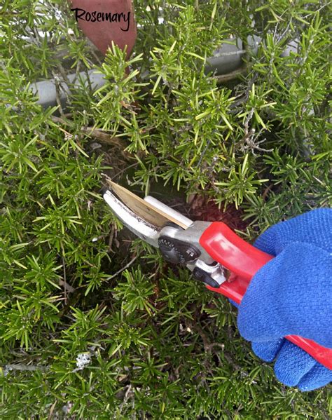 Pruning Rosemary - How and When to Prune Rosemary Plants & Bushes