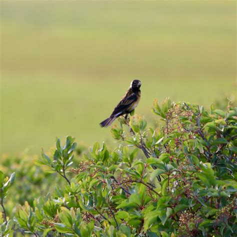 Bobolink - Bird Watching Academy