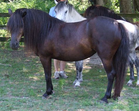 Dartmoor Pony - The Livestock Conservancy