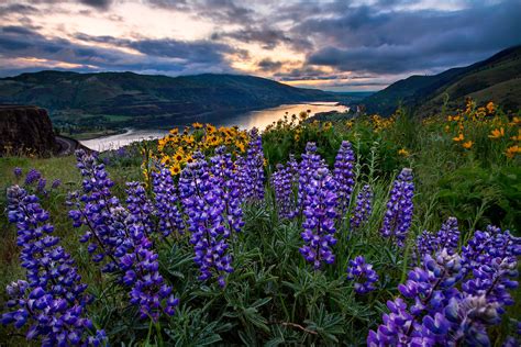 Rowena Wildflower Bloom - Columbia River Gorge - Landscape Photography ...