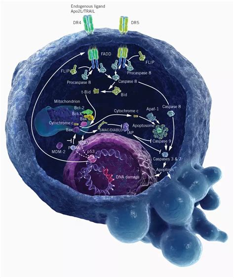 Cancer cells - CCTreatment