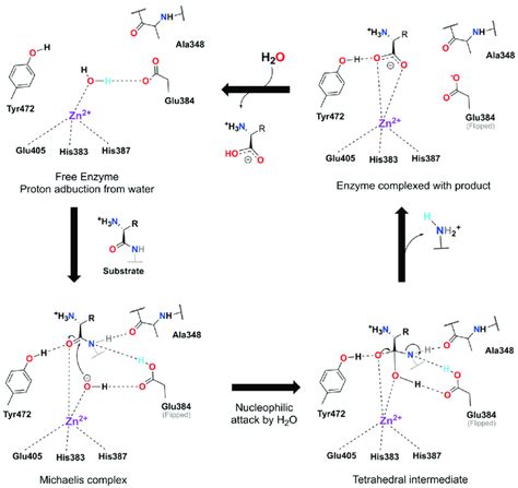 Aminopeptidase M (AMP) proposed catalytic mechanism. Starting from the ...