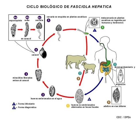 ciclo da fascíola hepática - Pesquisa Google | Liver fluke, Parasite ...