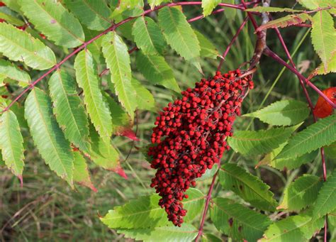 poisonous sumac berries | Outdoor Herbivore Blog