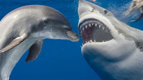 Do dolphins kill sharks? Are sharks afraid of dolphins? | Maritime Herald