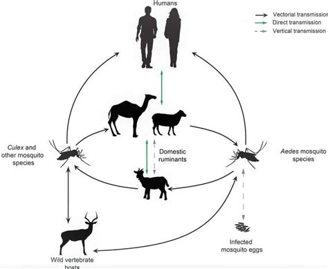 Rift Valley Fever - Causes, Symptoms, Diagnosis And Treatment