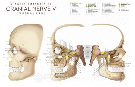 Sensory Branches of Cranial Nerve V | AMI Cleveland 2015