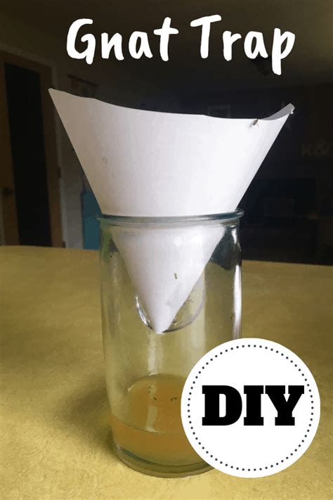 Homemade Gnat Trap | Homemade gnat trap, Gnat traps, Fruit fly trap