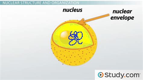 Nuclear Membrane Nuclear Envelope Definition Function