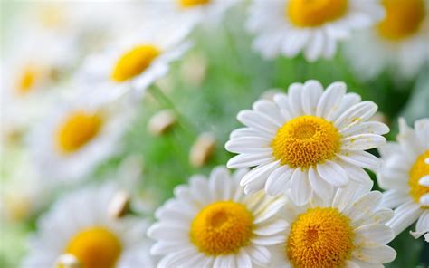 Chamomile wallpaper | 1680x1050 | #78158