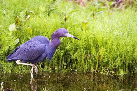 Florida Image Tools: Photographing Florida's Herons