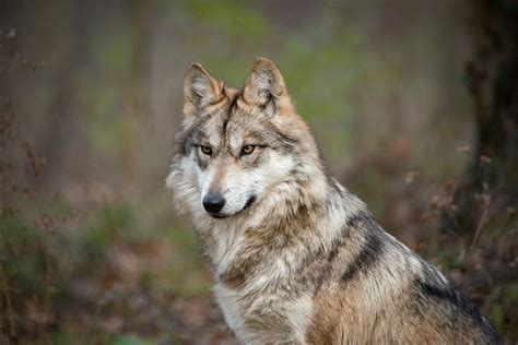 Endangered Wolf Center - Explore St. Louis