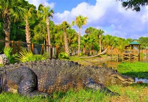 Wild Florida Airboat Tours and Gator Park Tickets in Kenansville, FL