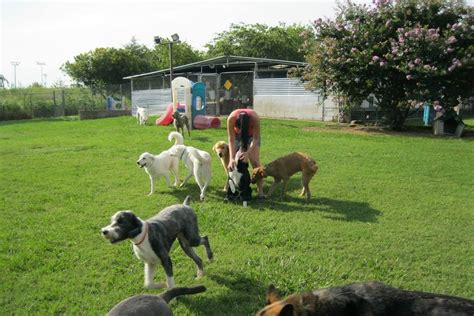 Animal Shelters in Arlington, TX - Pets TheCountyOffice