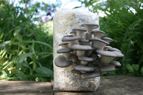 Root Mushroom Farm— Large Oyster Mushroom Growing Kit,Multiple Flushes ...