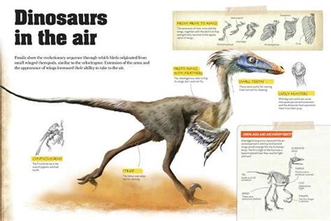 'Infographic About Theropods with Feathers That Were the Precursors to Modern Birds' Posters ...