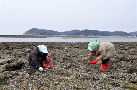 Yeonpyeong Island, South Korea after the shelling - All Photos - UPI.com