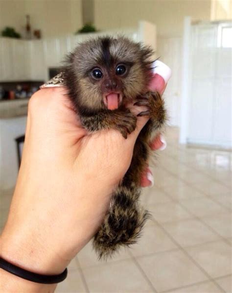 Adorable little monkey Cute Wild Animals, Cute Little Animals, Cute ...