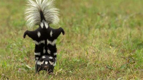 Why Do Skunks Spray Under House? (The Main Reason!) - Into Yard