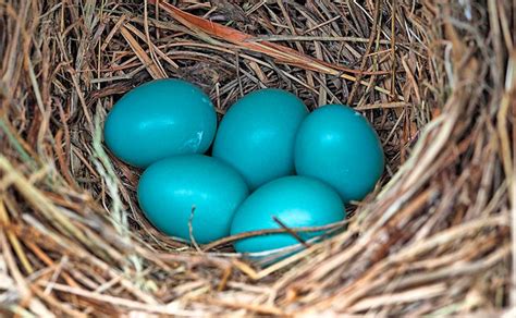 The Bluebird Nest: Eastern Bluebird Nesting & Mating Habits - Daily Birder