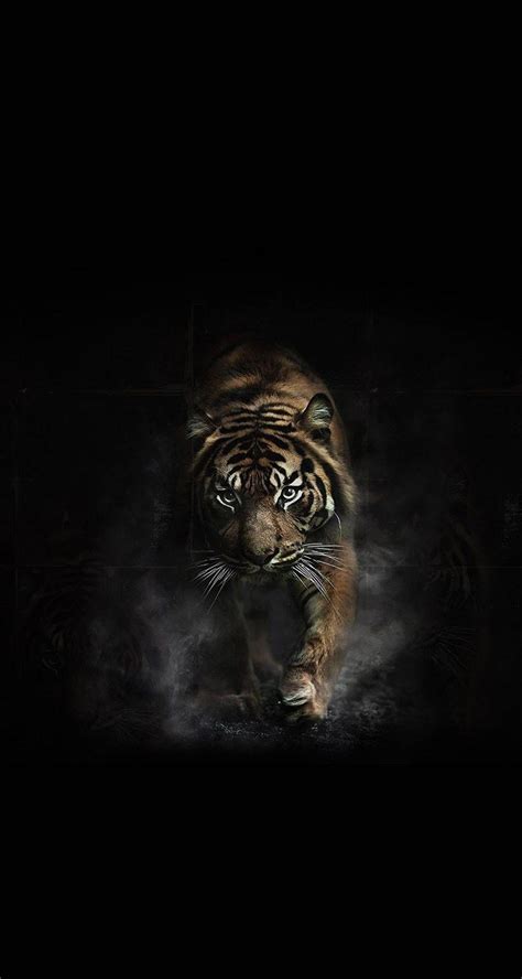 Black Tiger Wallpapers