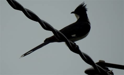 Jacobin Cuckoo | BirdForum