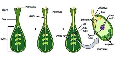 Double Fertilization: Definition and Advantages - QS Study