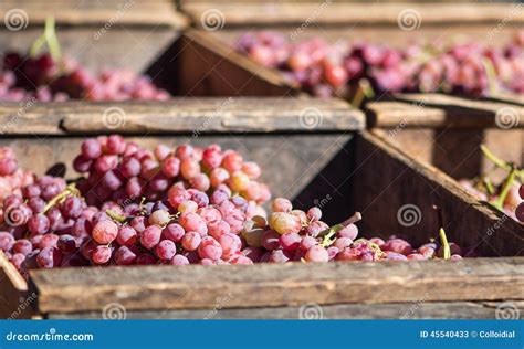 Red Table Grapes stock image. Image of locavore, harvest - 45540433