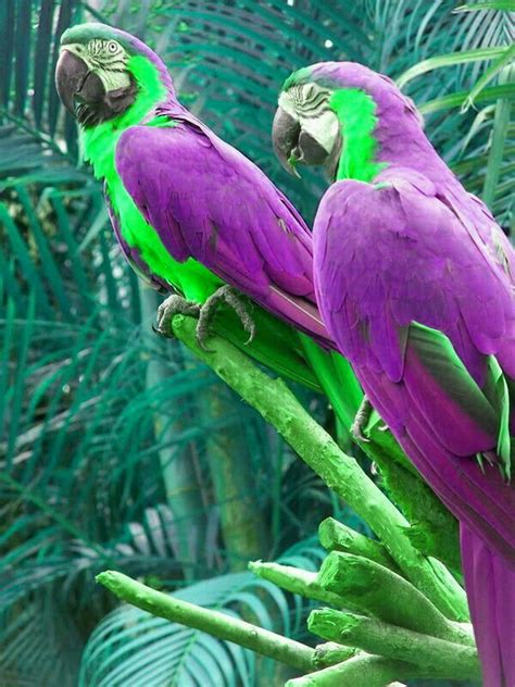 13 best macaws images on Pinterest | Exotic birds, Parrots and Budgies