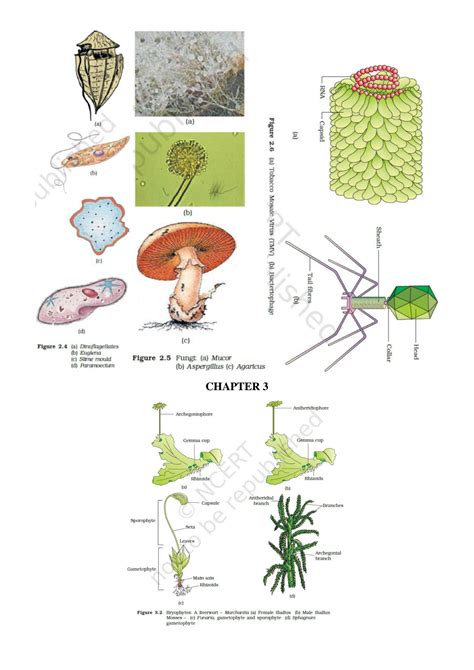 SOLUTION: Class 11 and Class 12 Biology Complete Detailed Diagrams in One Pdf 2022 |Biology ...