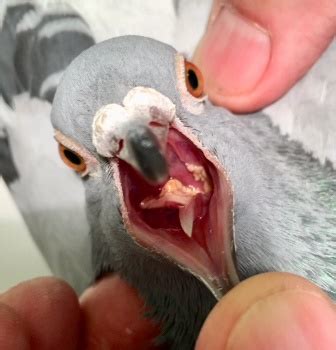 Misleading information about pigeon diseases on the internet - Belgica ...