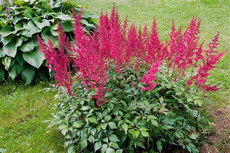 How to Grow Astilbe for Color in the Shade Garden | Gardener’s Path