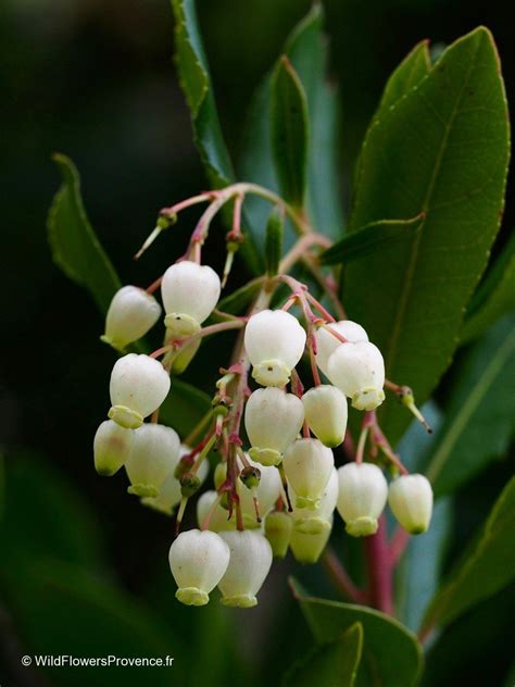 Arbutus unedo - wild in Provence