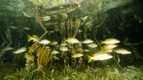 Belize highlights importance of mangroves to global eco-systems ...