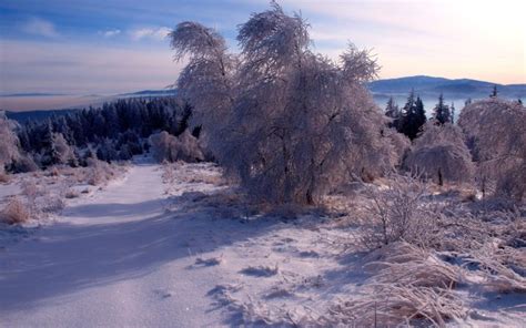 winter, Forest, Trees, Snow, Landscape, Ga