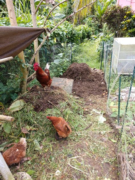 Adding Chicken Compost to the Garden + Vlog Intro! - Tierra Permaculture