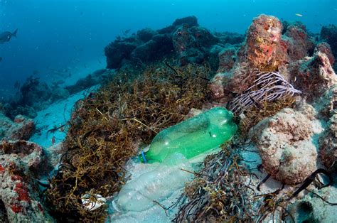 Polluted Coral Reefs